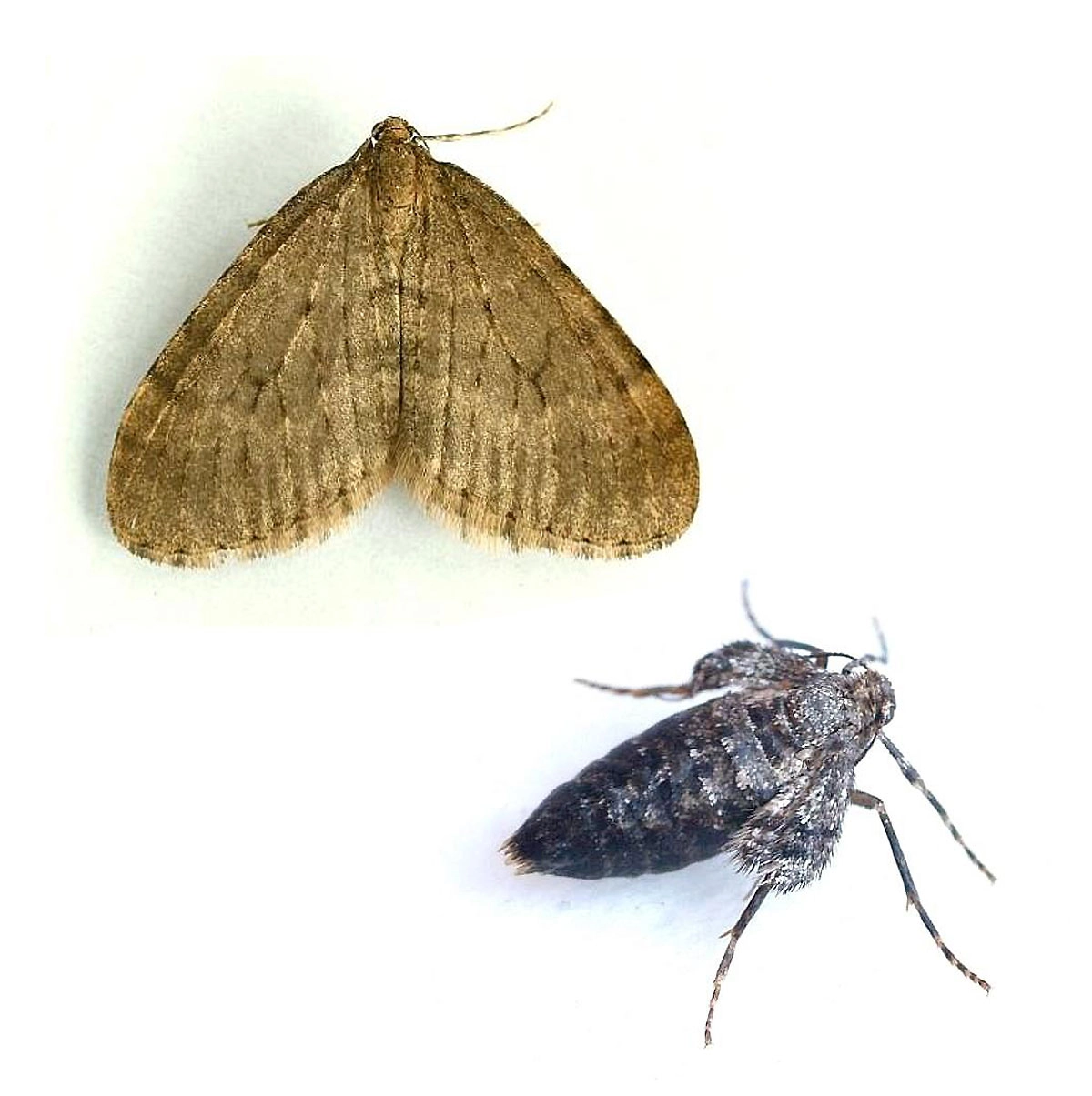 Winter moth (Operophtera brumata), Operowit