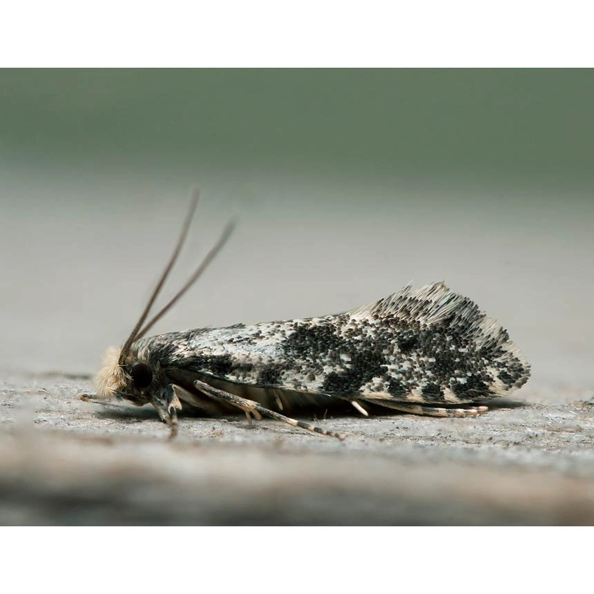 cork moth (Nemapogon cloacella)