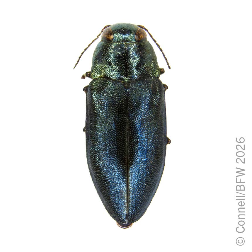 Phaenowit -  Blue pine beetle (Phaenops cyanea)