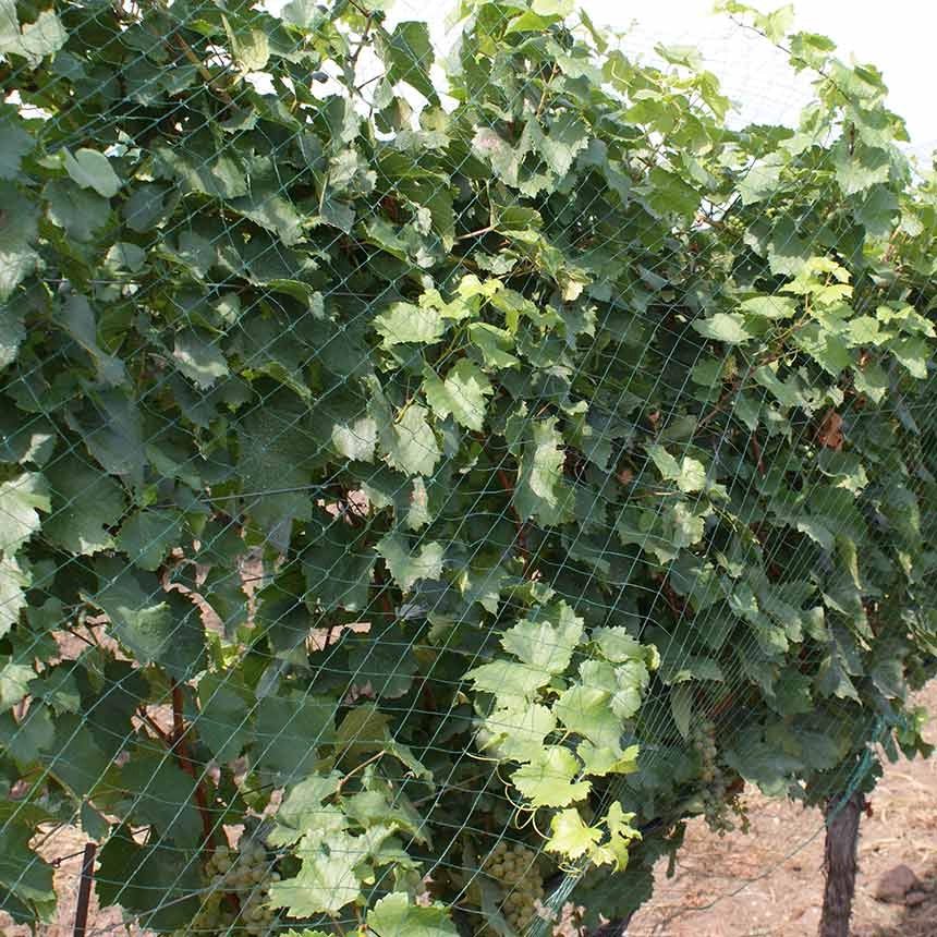 WitaNet Plantagenvogelschutz