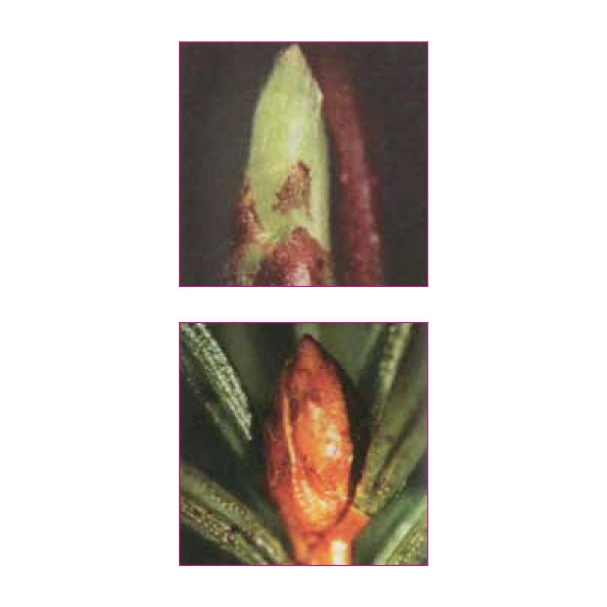 Certosan