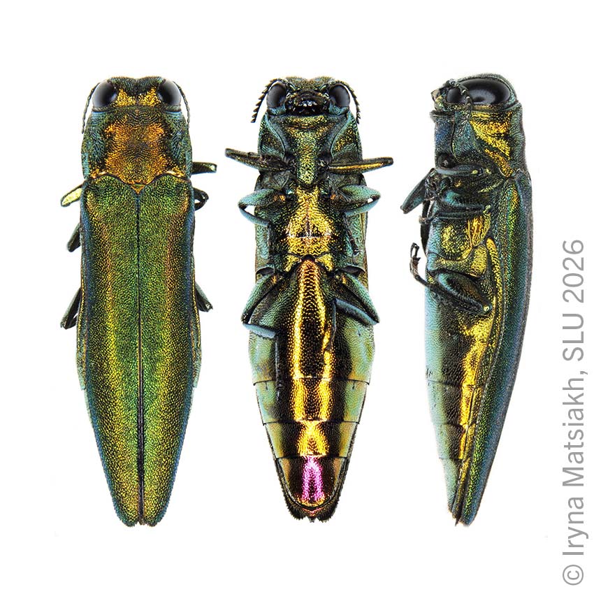 Agriwit P - Eschenprachtkäfer (Agrilus planipennis)