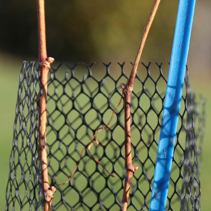 Klimawit Rabbit vine protection netting - Roll of 100 linear meters