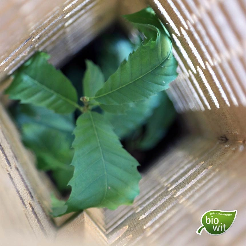 BioWit FMX Baumschutzhülle 120 cm - biologisch abbaubar BioWit FMX Baumschutzhülle 120 cm - biologisch abbaubar