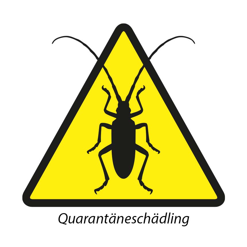 Bungiwit - Asian longhorn beetle (Aromia Bungii)