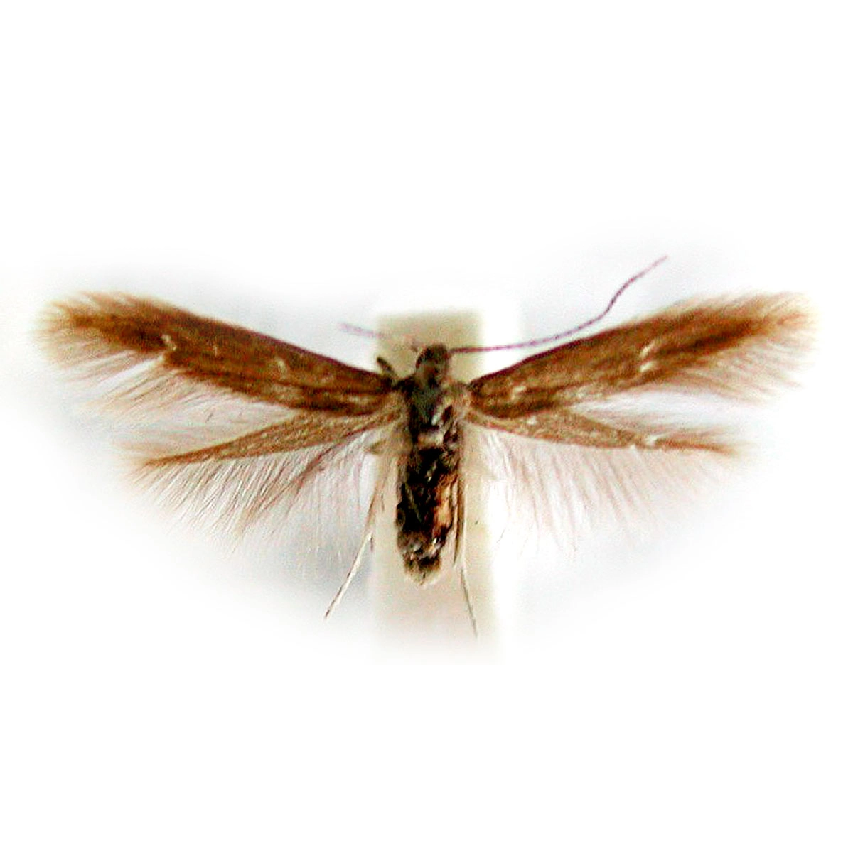 Lärchenminiermotte (Coleophora laricella), Colowit Lärchenminiermotte (Coleophora laricella), Colowit