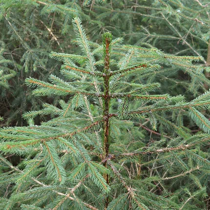 Certosan - biological browsing repellent - drawing on the plant