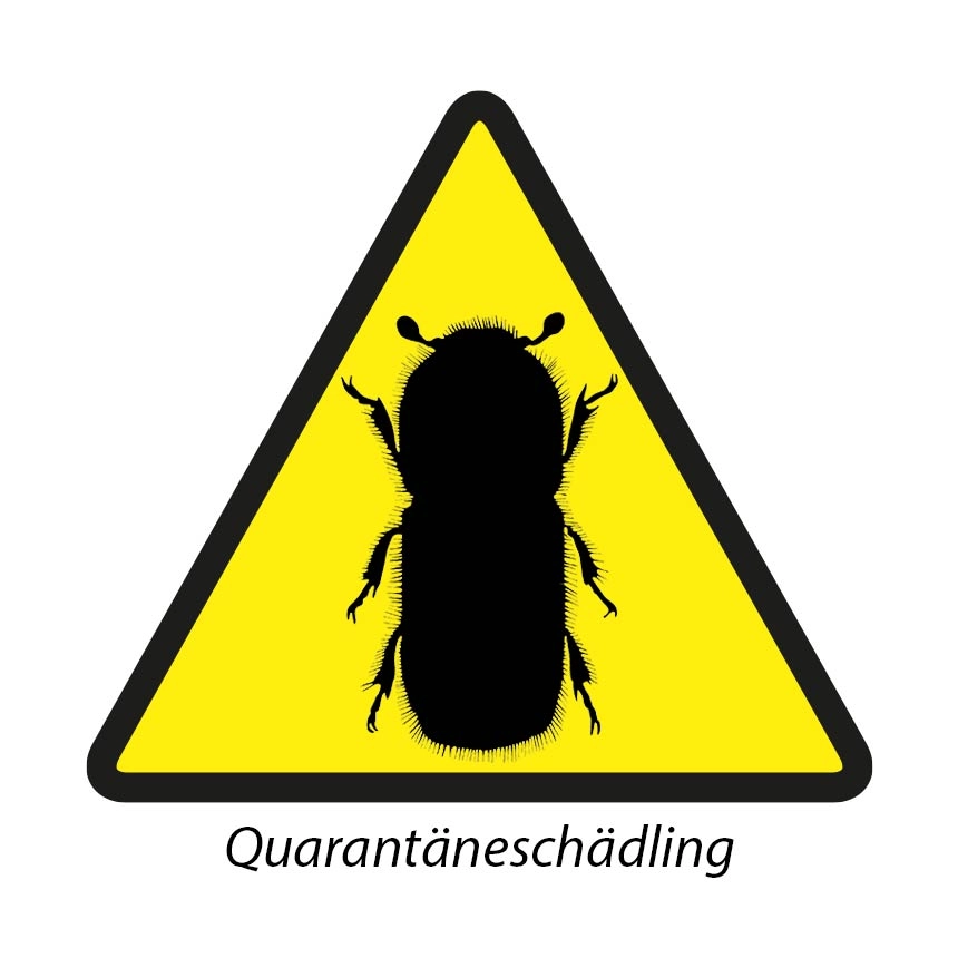 Juglandiwit - Walnusszweigkäfer (Pityophthorus juglandis)