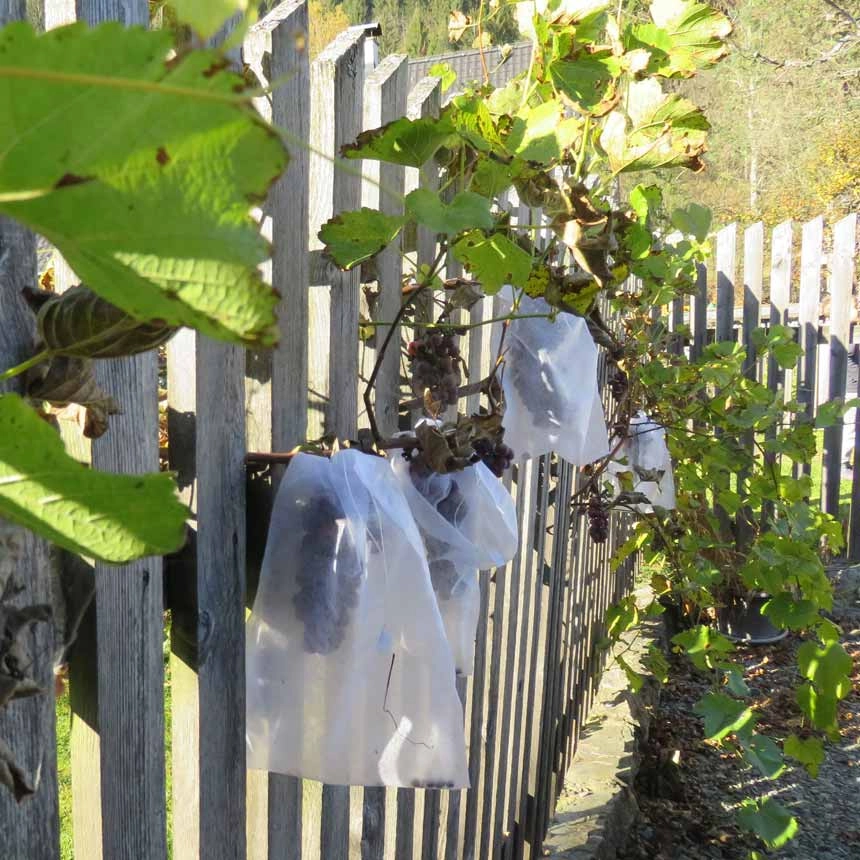 Traubenschutztasche zum Schutz vor Insekten & Vogelfraß