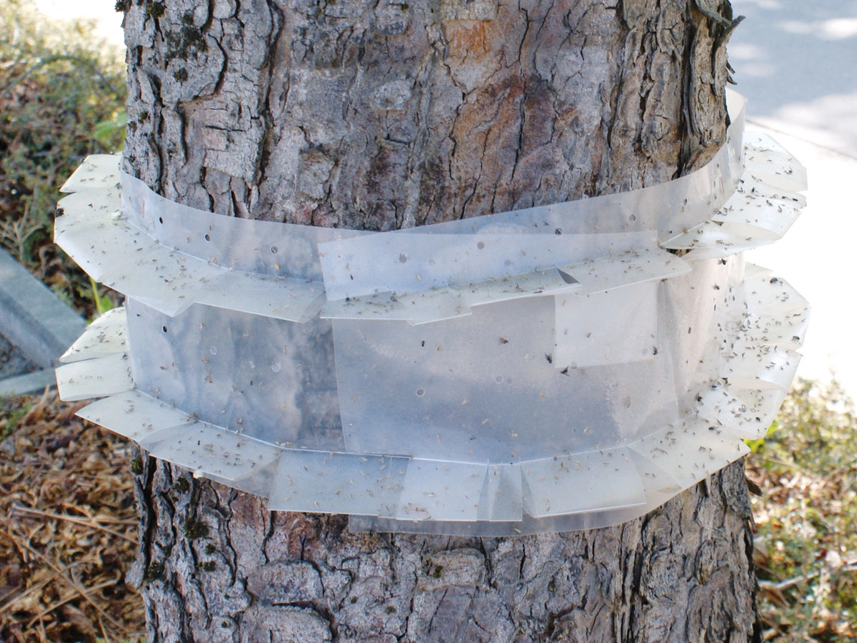 315121-img3-kastanienminiermotten-fangstreifen Chestnut Leaf Miner Moth Trap Sheet