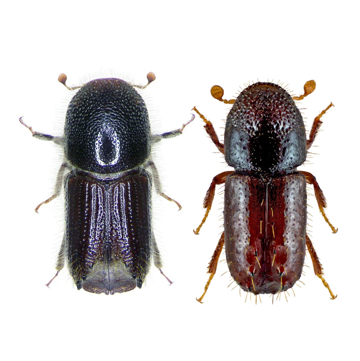 Buchdrucker (Ips typographus) + Kupferstecher (Pityogenes chalcographus)