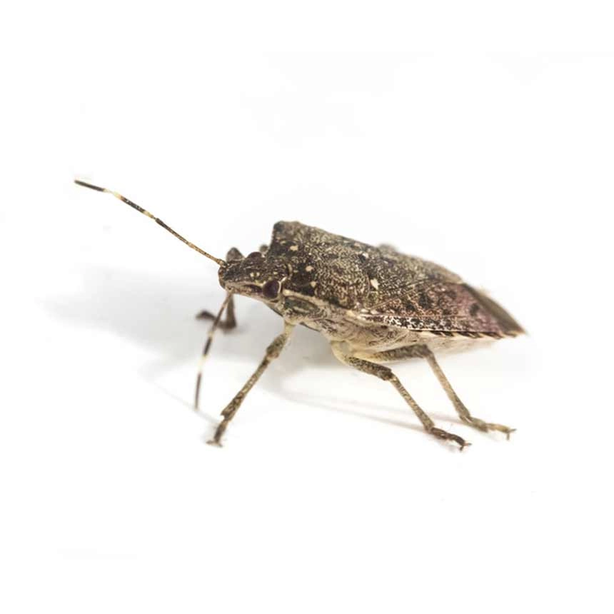 Marmorierte Baumwanze (Halyomorpha halys)