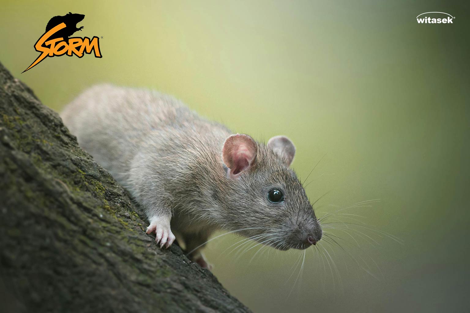 Prospekt_Storm-Ultra_Ratten-Maeuse-Bekaempfung