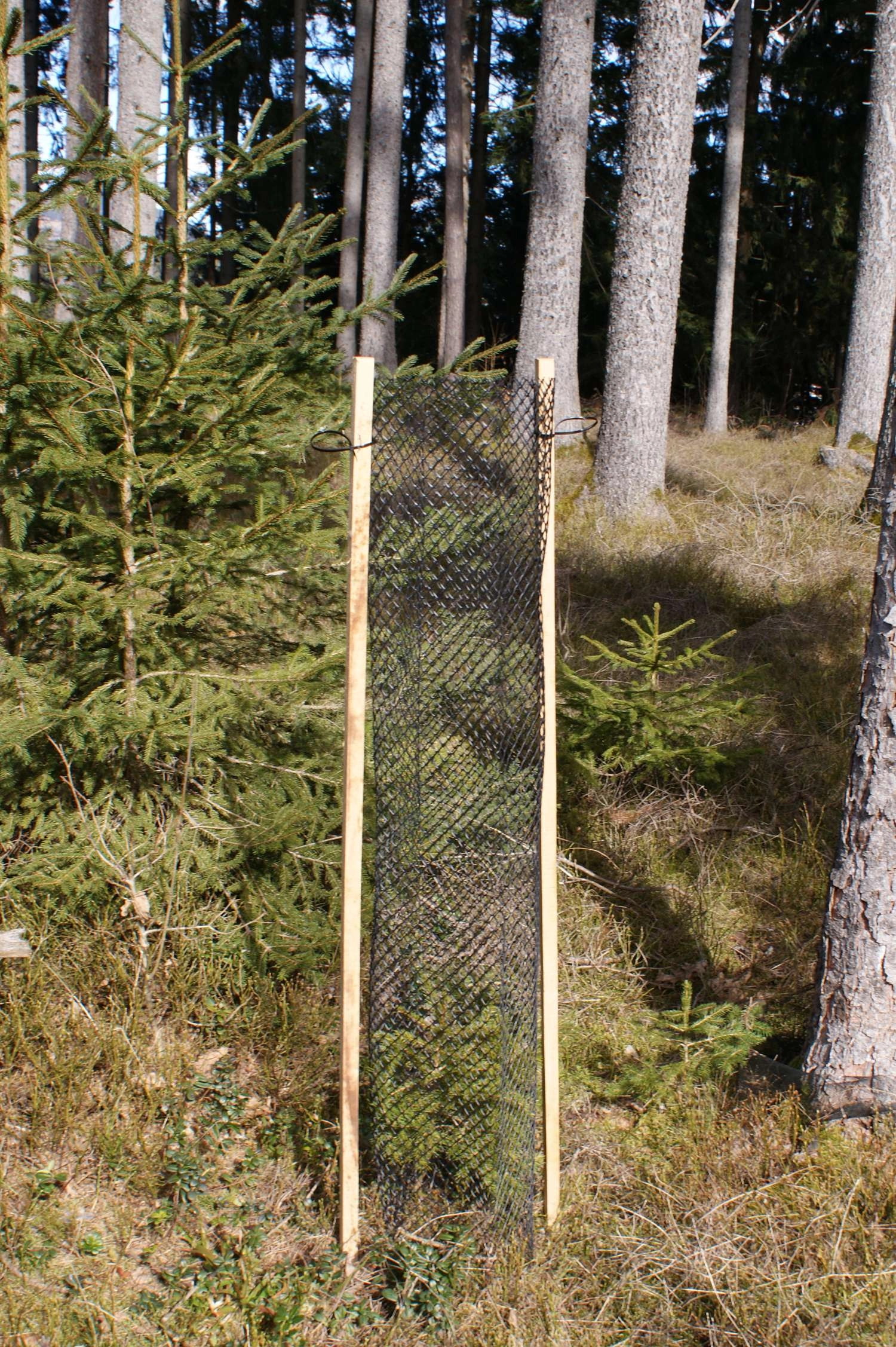 Rauten Freiwuchs econom 400