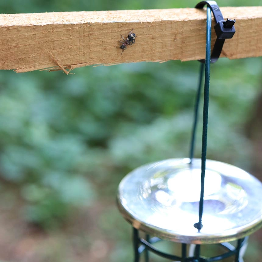 Pheromone to attract ant beetle (Thanasimus sp.)