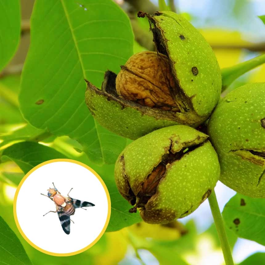 Completawit - Pheromone to attract the Walnut husk fly (Rhagoletis completa)