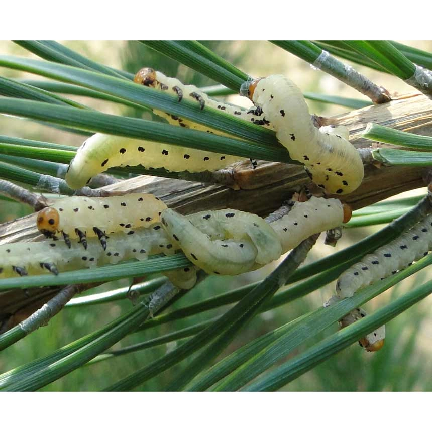 Kiefernbuschhornblattwespe (Diprion pini) - Raupen Kiefernbuschhornblattwespe (Diprion pini) - Raupen