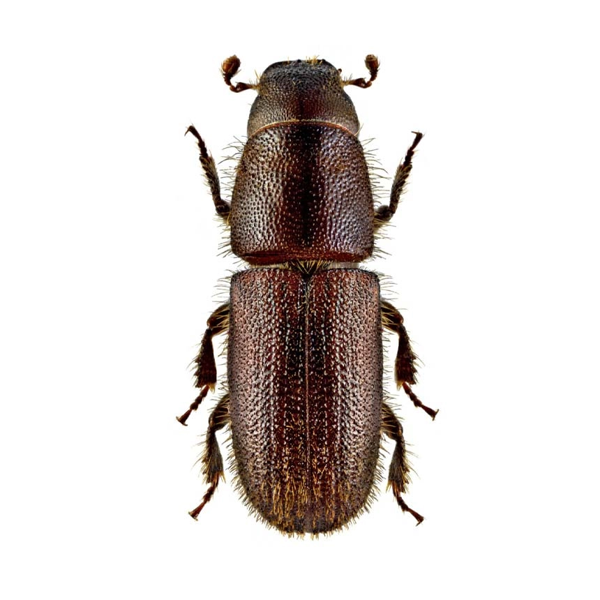 Red-haired pine bark beetle (Hylurgus ligniperda)