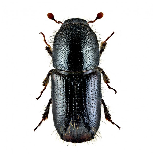 Eight-toothed spruce bark beetle (Ips amitinus), Amitinuswit