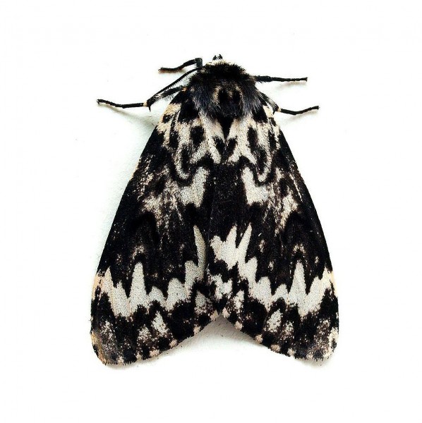 Nun moth (Lymantria monacha), Lymowit