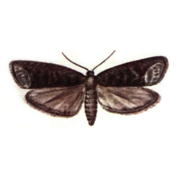 Plum fruit moth (Grapholita funebrana)