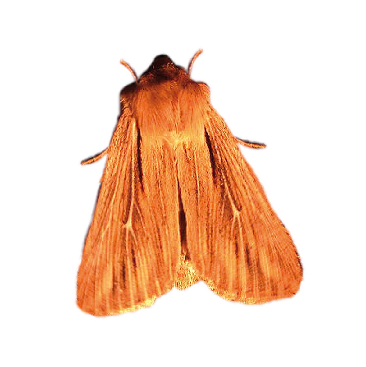 Korkmotte (Nemapogon cloacella), Nemapowit®