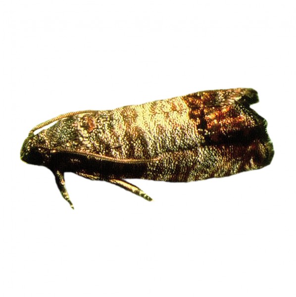 Codling moth (Cydia pomonella)