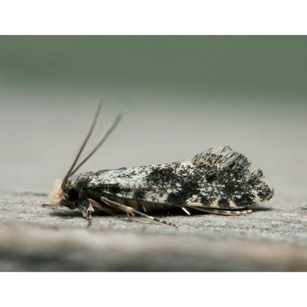 Nemapowit - cork moth (Nemapogon cloacella)