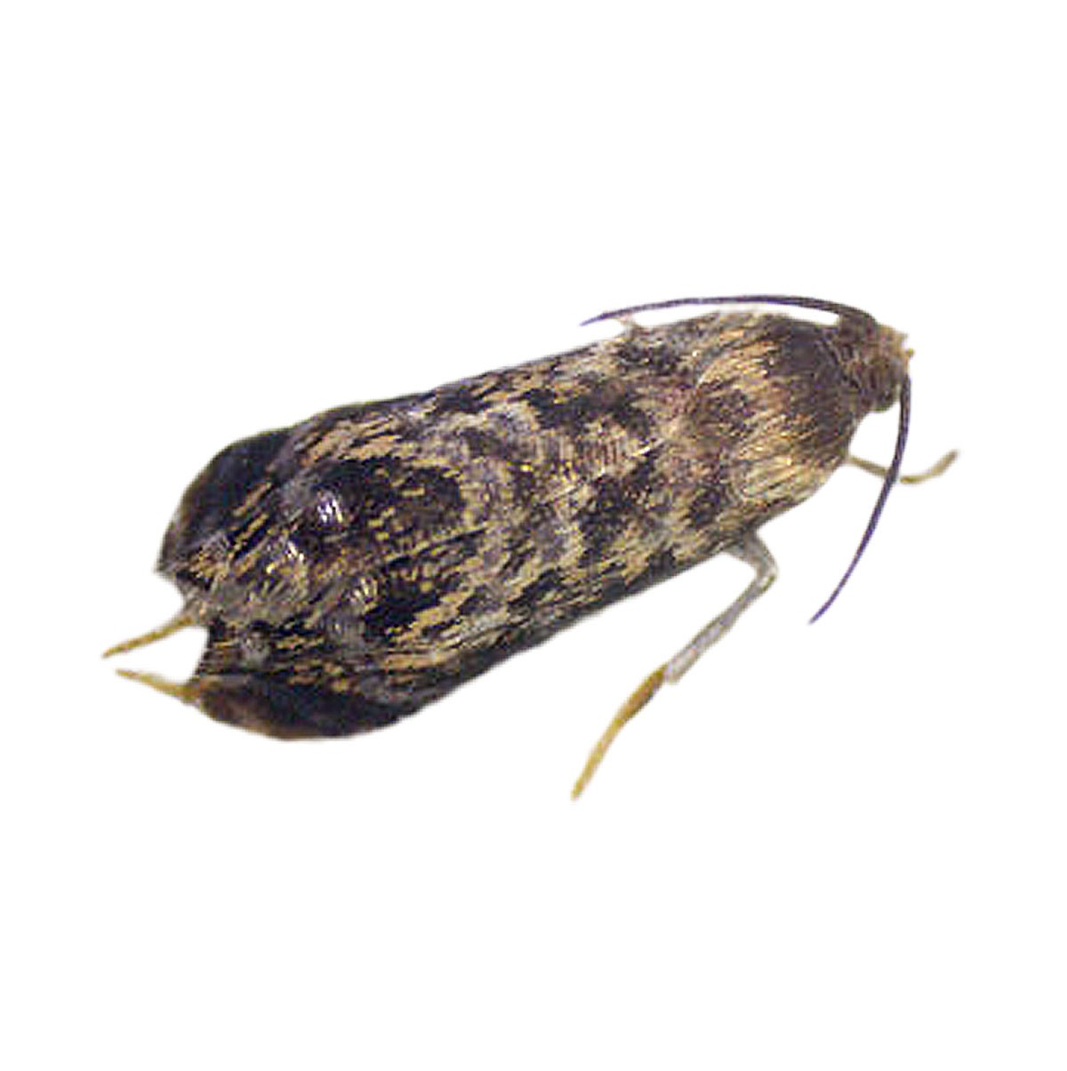 Pfirsichwickler (Grapholita molesta), Molestawit®