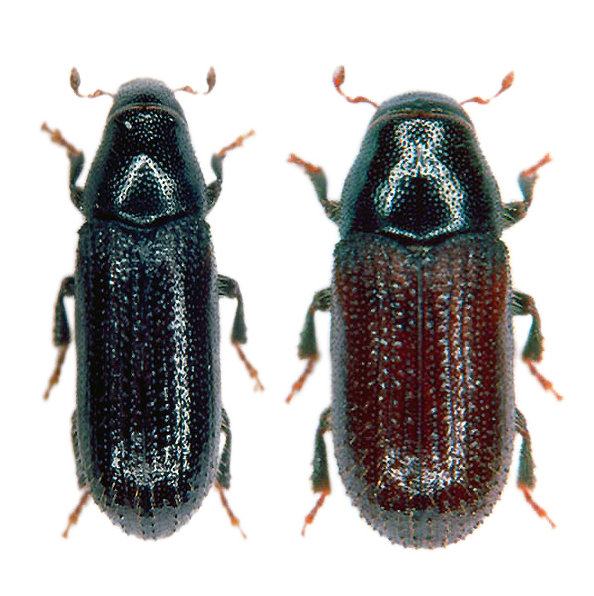 Waldgärtner (Großer und Kleiner) (Tomicus piniperda, T. minor), Tomowit®