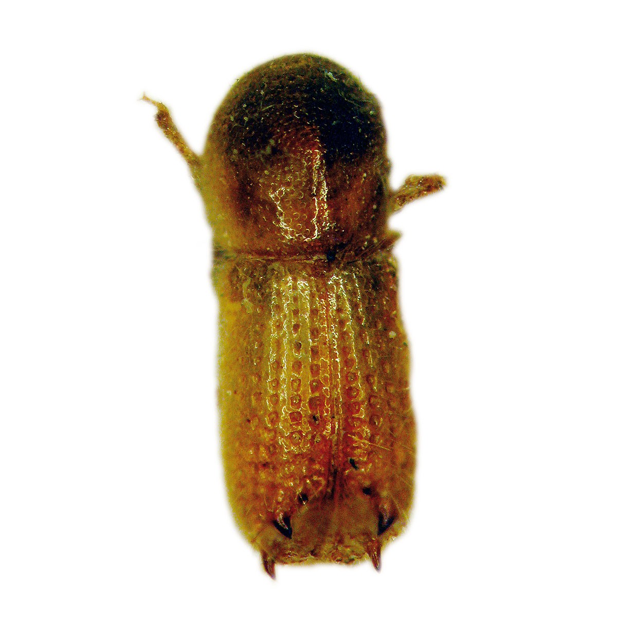 Krummzähniger Tannenborkenkäfer (Pityokteines curvidens), Curviwit®