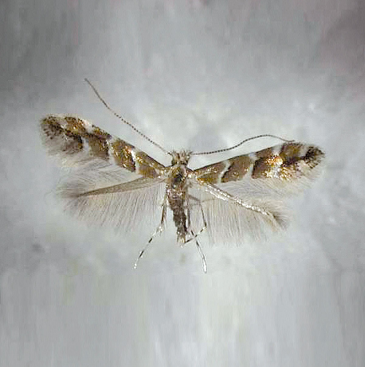 Kastanienminiermotte (Cameraria ohridella), Camerariawit