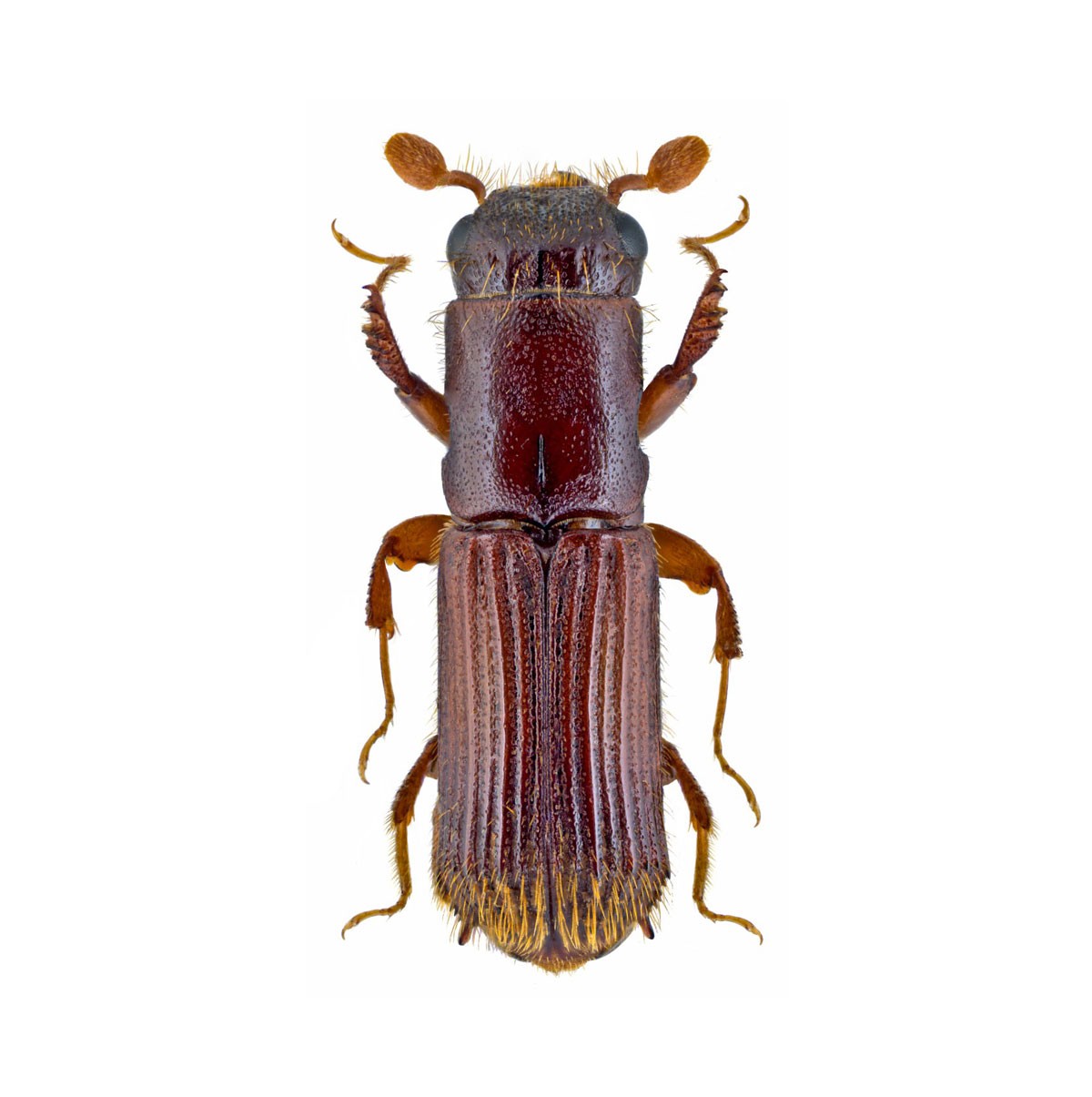 Eichenkernkäfer (Platypus cylindrus), Cilindriwit®