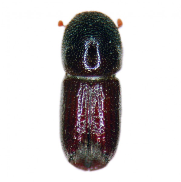 Northern bark beetle (Ips duplicatus), Dupliwit