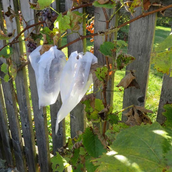 Traubenschutztasche zum Schutz vor Insekten & Vogelfraß