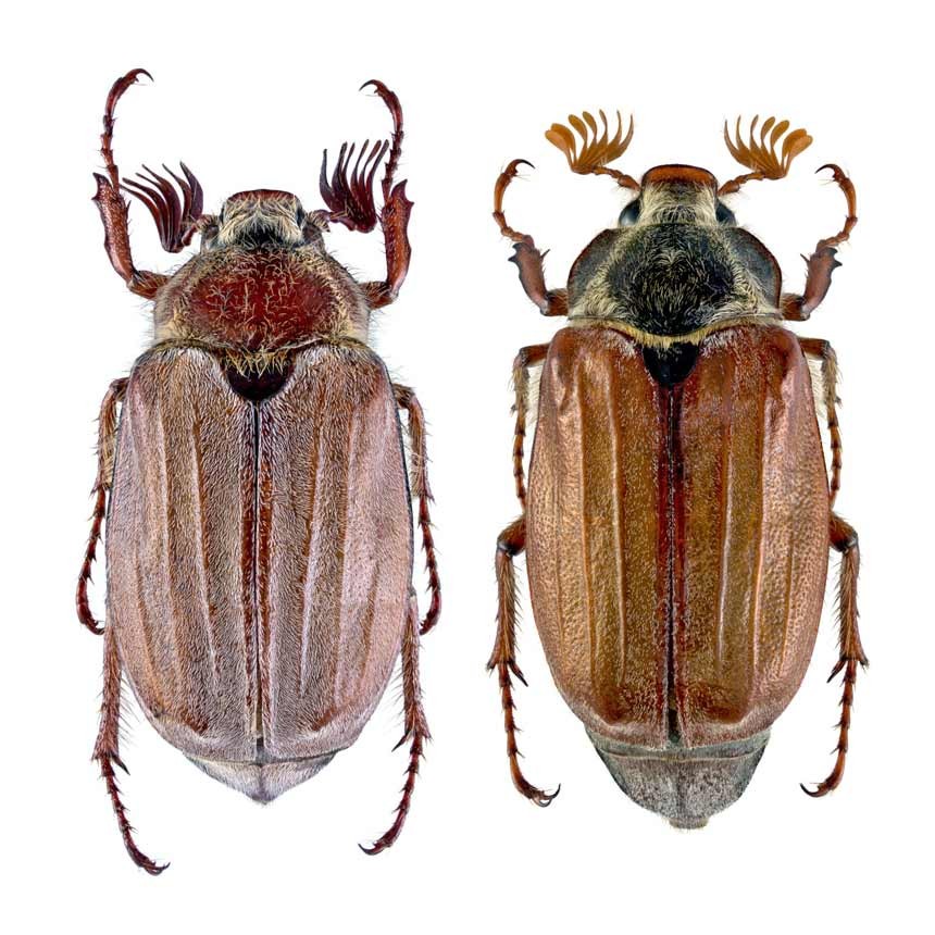 Melowit Kombi - Waldmaikäfer (melolontha melolontha) & Feldmaikäfer (melolontha hippocastani)