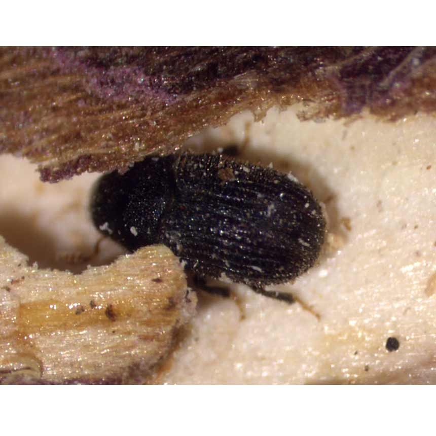 Aubeiowit Plus - Zweifarbiger Thujenborkenkäfer (Phloeosinus aubei)