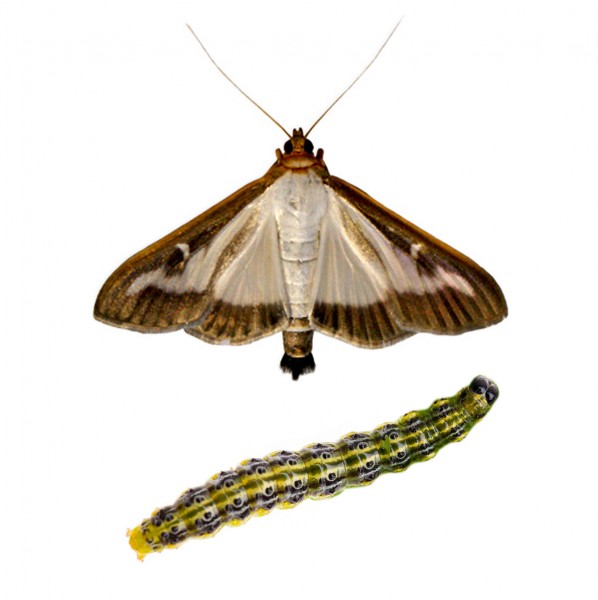 Box tree moth (Cydalima perspectalis), Cydawit