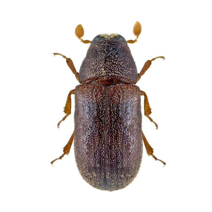 Amitinuswit - Pheromone to attract the eight-toothed spruce Amitinuswit - Pheromone to attract the eight-toothed spruce