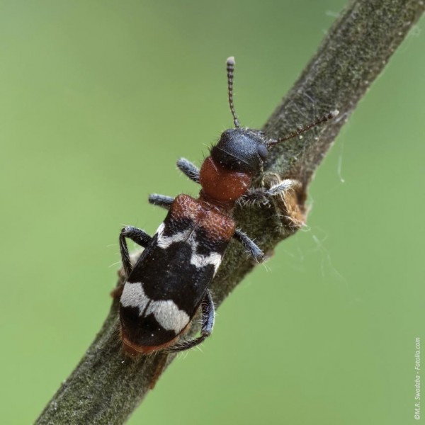 Ameisenbuntkäfer (Thanasimus sp.)