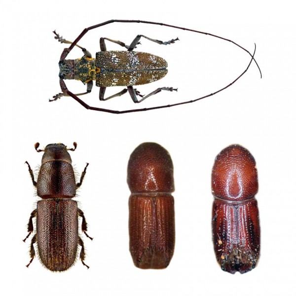 long-horned beetle,six-spined engraver beetle,Mediterranean pine engraver beetle,red-haired pine bark beetle