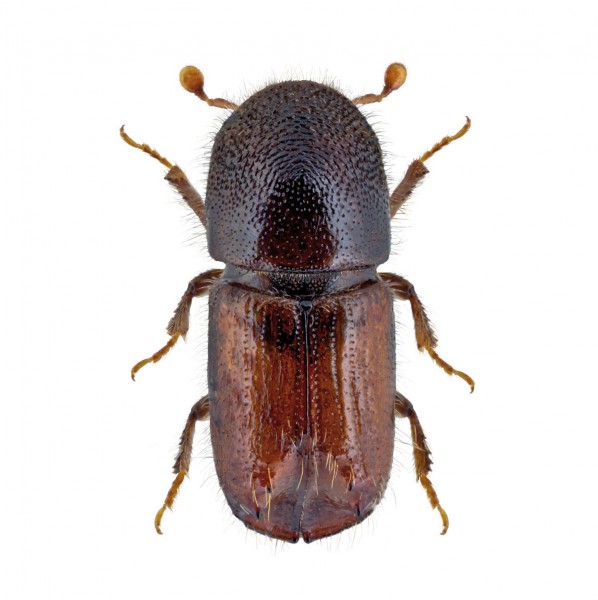 Engraver beetle (Ips acuminatus), Acuwit