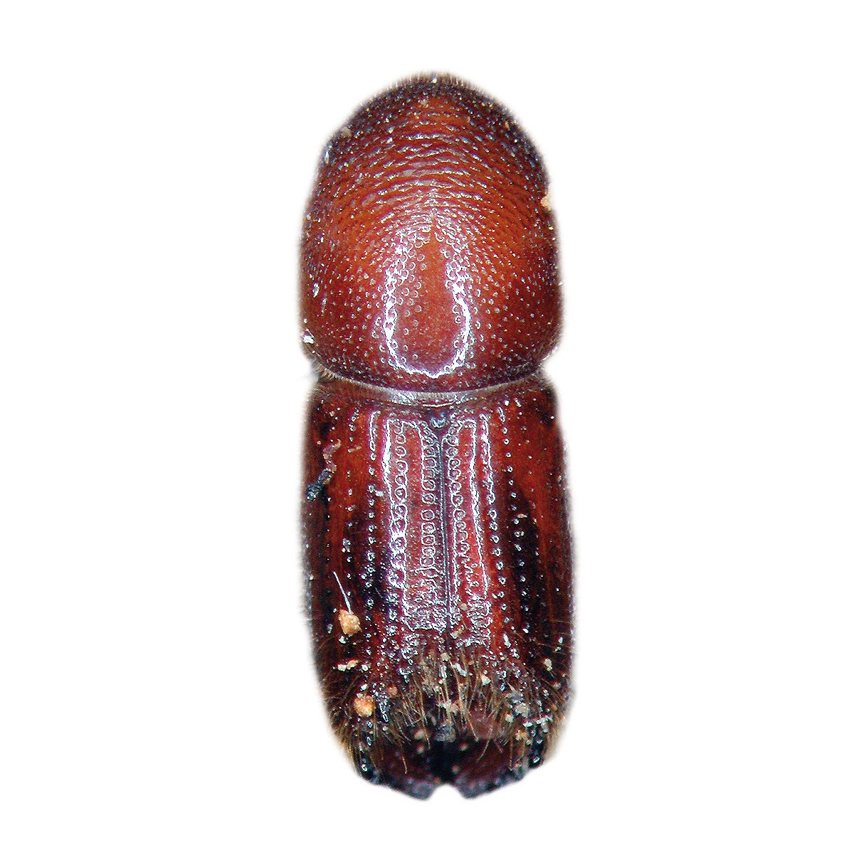 Zwölfzähniger Kiefernborkenkäfer (Ips sexdentatus), Sexowit®