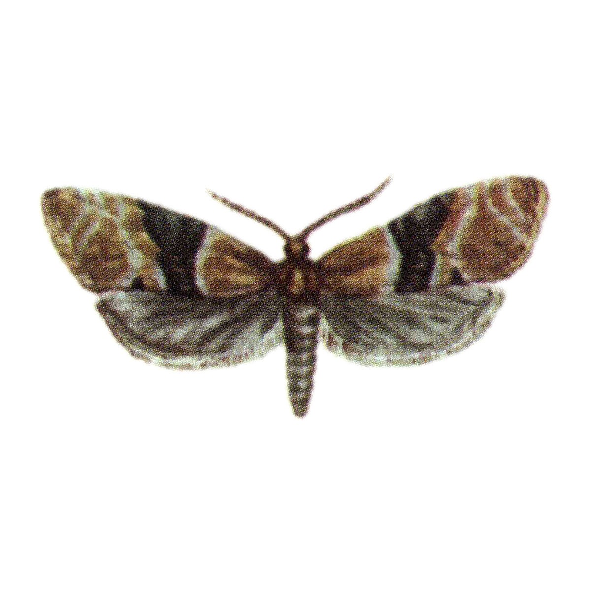 Einbindiger Traubenwickler (Eupoecilia ambiguella), Eupoewit®