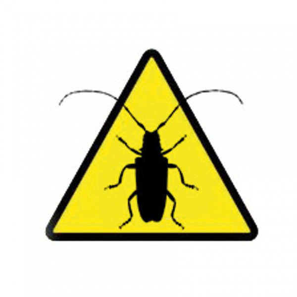 Glabriwit Pro - Asiatischer Laubholzbockkäfer (Anoplophora glabripennis)