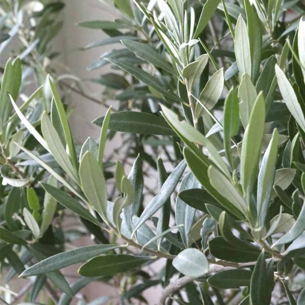 Bactrowit - Lockstoff für die Olivenfliege am Olivenbaum