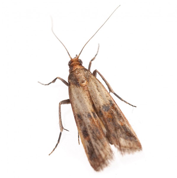 Ephestowit - Pheromone to attract the food moths